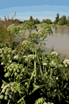 Version 1 - Anglique des estuaires - Libourne - Juillet 2007